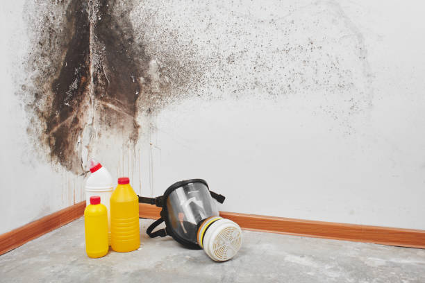Best Basement Mold Remediation in Port Jervis, NY