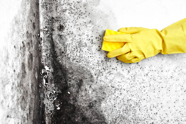 Best Mold Remediation for Specific Building Types in Port Jervis, NY