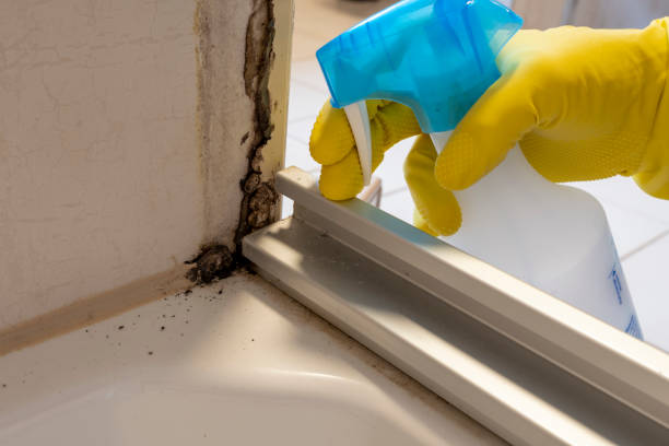 Best Insurance-Related Mold Remediation in Port Jervis, NY