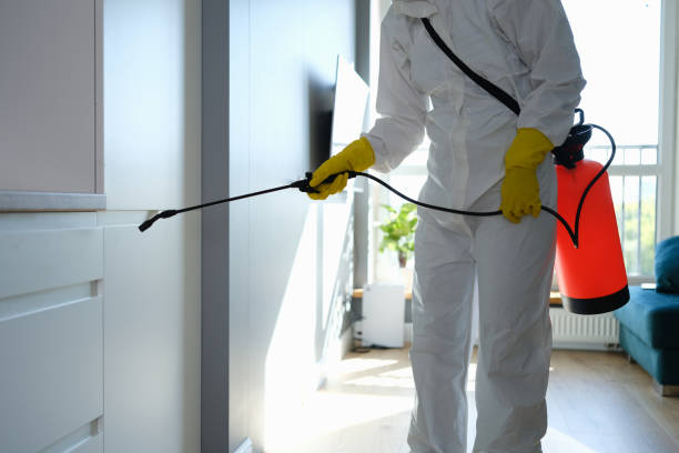 Best Black Mold Remediation in Port Jervis, NY