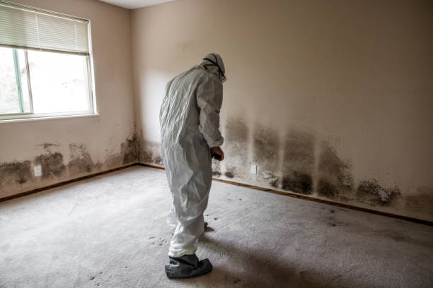 Best Attic Mold Remediation in Port Jervis, NY